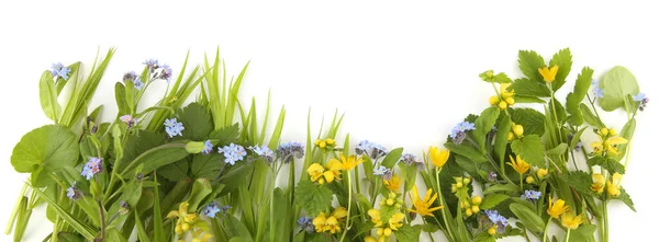 Весняні Квіти Жовтий Архангел Забудь Який Жовтий Анемона Ізольовані Білому — стокове фото