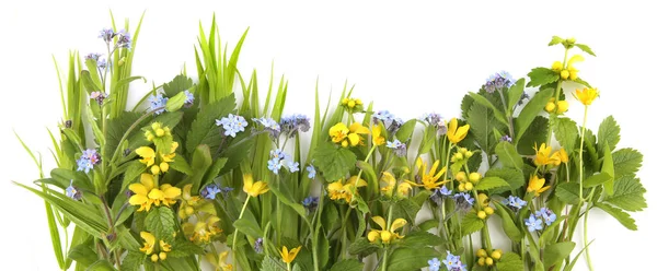 Jarní Květiny Žlutý Archanděl Zapomeňte Žlutá Sasanka Izolovaná Bílém Pozadí — Stock fotografie