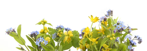 Jarní Květiny Žlutý Archanděl Zapomeňte Žlutá Sasanka Izolovaná Bílém Pozadí — Stock fotografie