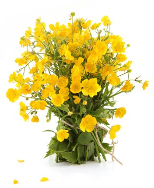 Beyaz arka planda izole edilmiş sarı şakayık çiçekleri. Bahar çiçekleri Anemonoides ranunculoides.