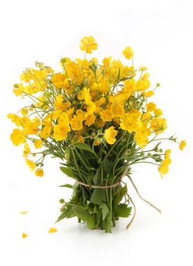 Beyaz arka planda izole edilmiş sarı şakayık çiçekleri. Bahar çiçekleri Anemonoides ranunculoides. 