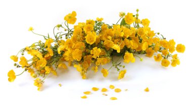 Beyaz arka planda izole edilmiş vazodaki sarı şakayık çiçekleri. Bahar çiçekleri Anemonoides ranunculoides.