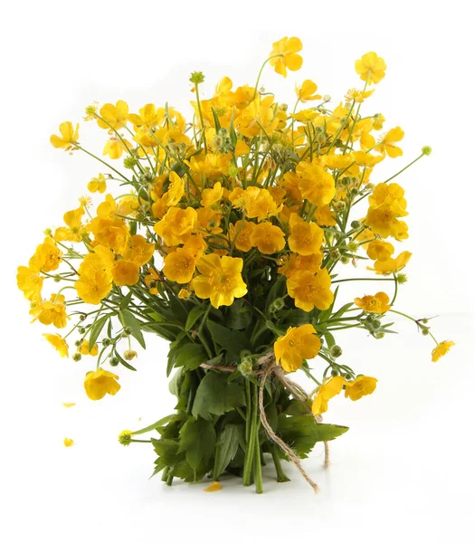 Beyaz arka planda izole edilmiş sarı şakayık çiçekleri. Bahar çiçekleri Anemonoides ranunculoides.