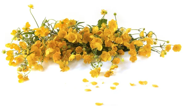 stock image Bouquet of yellow anemone flowers in vase isolated on white background. Spring flowers Anemonoides ranunculoides.