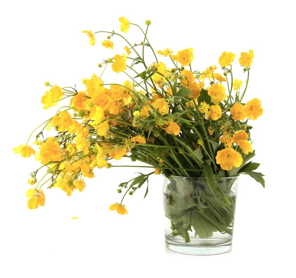 Beyaz arka planda izole edilmiş vazodaki sarı şakayık çiçekleri. Bahar çiçekleri Anemonoides ranunculoides. 