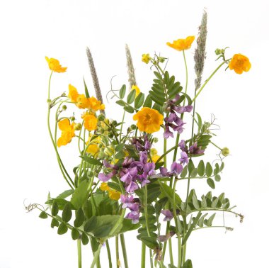 Çayırda çiçek açan bitkiler sarı şakayık ve beyaz arka planda izole edilmiş sıradan bir deniz şakayığı. Bahar çiçekleri Anemonoides ranunculoides ve Vicia sativa.