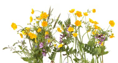 Çayırda çiçek açan bitkiler sarı şakayık ve beyaz arka planda izole edilmiş sıradan bir deniz şakayığı. Bahar çiçekleri Anemonoides ranunculoides ve Vicia sativa.