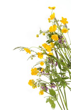 Çayırda çiçek açan bitkiler sarı şakayık ve beyaz arka planda izole edilmiş sıradan bir deniz şakayığı. Bahar çiçekleri Anemonoides ranunculoides ve Vicia sativa.