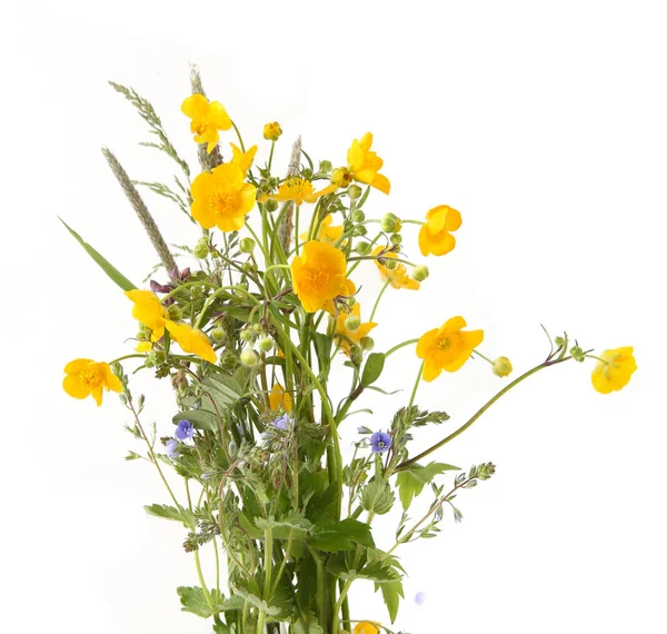 Meadow flowering plants yellow anemone isolated on white background. Spring flowers Anemonoides ranunculoides.