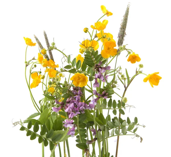 Meadow flowering plants yellow anemone and common vetch isolated on white background. Spring flowers Anemonoides ranunculoides and Vicia sativa.