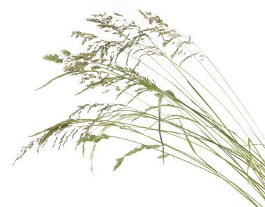 Çimenler sivri uçlu çiçekler beyaz arka planda izole edilmiş yabani çayır bitkileri. Soyut taze çimen çiçekleri, otlar, üst manzara..