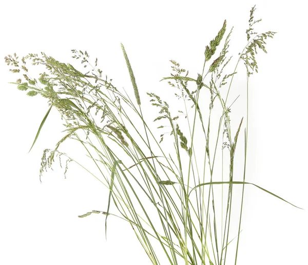 Gebogen Grassen Aardewerk Bloemen Wilde Weide Planten Geïsoleerd Witte Achtergrond — Stockfoto