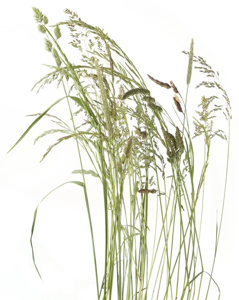 白い背景に孤立したベント草の小花野生の牧草地植物 アブストラクト新鮮な野生の草の花 ハーブ トップビュー — ストック写真