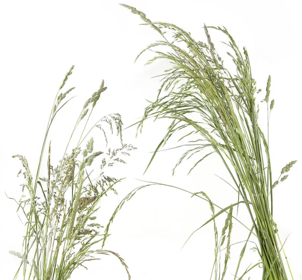 Gebogen Grassen Aardewerk Bloemen Wilde Weide Planten Geïsoleerd Witte Achtergrond — Stockfoto