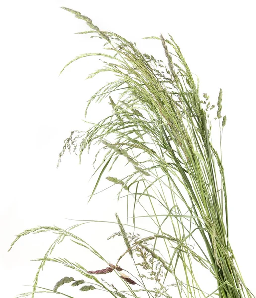 Gebogene Gräser Stachelblüten Wilde Wiesenpflanzen Isoliert Auf Weißem Hintergrund Abstrakte — Stockfoto