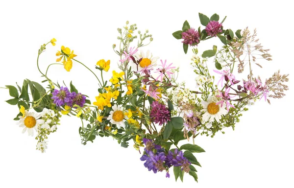 Floraison Herbe Sauvage Herbes Isolées Sur Fond Blanc Bordure Fleurs — Photo