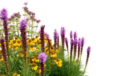 Bahçe çiçekleri beyaz arka planda izole. Çiçek açan Liatris ve Helenyum.