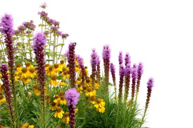 Garden flowers isolated on white background. Blooming Flowers Liatris and Helenium. clipart