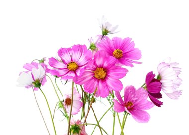 Çiçek sınırı Kozmos beyaz arka planda izole.