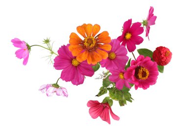 Beyaz arka planda izole edilmiş bahçe çiçekleri sınırı. Çiçekler açan güzel Zinnia, Kozmos, Rose Mallow. 