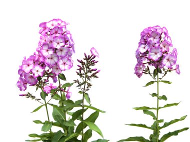 Phlox çiçekleri (Mor göz alevi) beyaz arkaplanda izole edilmiş. 