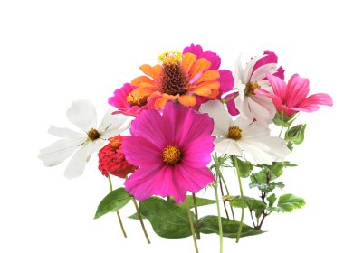 Beyaz arka planda izole edilmiş bahçe çiçekleri sınırı. Çiçekler açan güzel Zinnia, Kozmos, Rose Mallow.