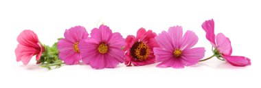 Beyaz arka planda izole edilmiş bahçe çiçekleri sınırı. Çiçek açan güzel Kozmos, Zinnia, Rose Mallow.  