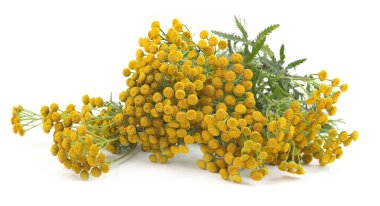 Çiçekli otçul bitki Tansy beyaz arka planda izole edildi. Yabani bitkilerin sınırı Tanasetum vulgare.