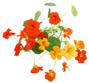 Flowers Nasturtiums isolated on white background, top view. Bunch of garden flowers Tropaeolum. clipart