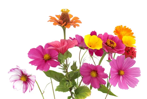 Colorful garden flowers isolated on white background. Blooming beautiful flowers Zinnia, Cosmos, California Poppy, Calendula.