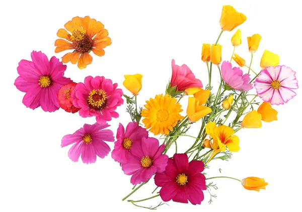 Colorful garden flowers isolated on white background. Blooming beautiful flowers Zinnia, Cosmos, California Poppy, Calendula.