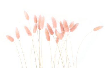 Pembe tüylü tavşan kuyruğu beyaz arka planda izole edilmiş çimenler. Kurumuş Lagurus çiçekleri..