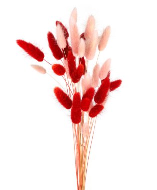 Pembe ve kırmızı tüylü tavşan kuyruğu beyaz arka planda izole edilmiş çimenler. Kurumuş Lagurus çiçekleri..