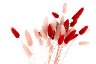 Pembe ve kırmızı tüylü tavşan kuyruğu beyaz arka planda izole edilmiş çimenler. Kurumuş Lagurus çiçekleri..