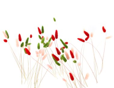 Pembe, kırmızı ve yeşil tüylü tavşan kuyruğu beyaz arka planda izole edilmiş çimenler. Kurumuş Lagurus çiçekleri..