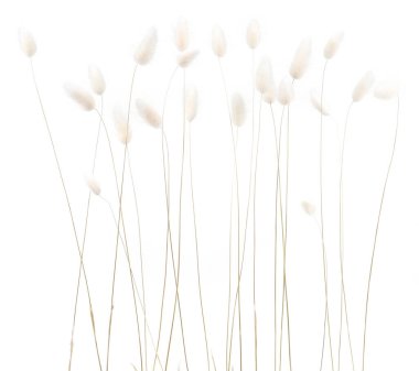 Beyaz tüylü tavşan kuyruğu beyaz arka planda izole edilmiş çimenler. Kurumuş Lagurus çiçekleri..