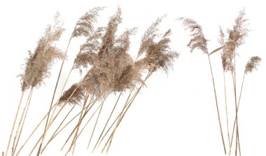Dry reeds isolated on white background. Fluffy dry grass flowers Phragmites, autumn or winter herbs. clipart