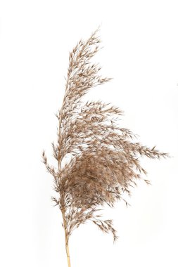 Dry reed isolated on white background. Fluffy dry grass flower Phragmites, autumn or winter herb. clipart