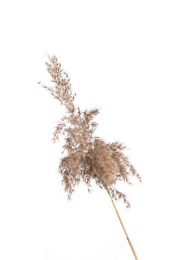 Dry reed isolated on white background. Fluffy dry grass flower Phragmites, autumn or winter herb. clipart