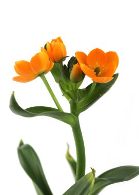 Beyaz arka planda izole Afrika Esintisi çiçeği. Portakal çiçeği Ornithogalum dubium çiçeği.
