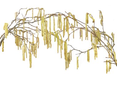 Beyaz arka plan üzerinde izole ortak fındık dalları üzerinde erkek kedicikler. Hazel bitki çiçek erken Bahar.