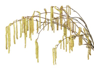 Beyaz arka plan üzerinde izole ortak fındık dalları üzerinde erkek kedicikler. Hazel bitki çiçek erken Bahar.