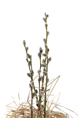 Catkins branches isolated on white background. Easter pussy willow branches and dry grass. 