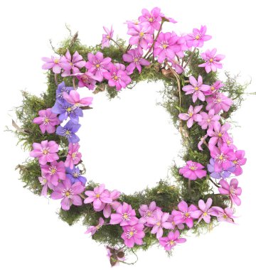 İlk bahar çiçekleri çemberi, Anemone hepatikası ve yosun beyaz arka planda izole edilmiş. Çiçek açan pembe menekşe çelengi vahşi orman çiçekleri karaciğer otu..