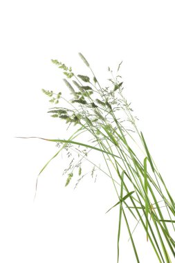 Çimenler sivri uçlu çiçekler beyaz arka planda izole edilmiş yabani çayır bitkileri. Soyut taze yabani ot çiçekleri, otlar.