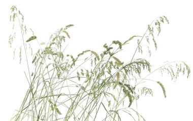 Çimenler sivri uçlu çiçekler beyaz arka planda izole edilmiş yabani çayır bitkileri. Soyut taze yabani ot çiçekleri, otlar.