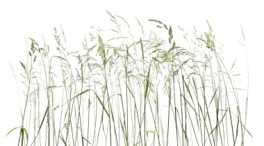 Çimenler sivri uçlu çiçekler beyaz arka planda izole edilmiş yabani çayır bitkileri. Soyut taze yabani ot çiçekleri, otlar.