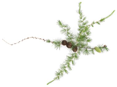 Larch 'ın beyaz arka planda izole edilmiş konileri olan şubesi. Yeşil ve kurumuş kozalaklı kozalaklı kozalaklı kozalak dalları..