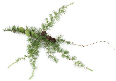 Larch 'ın beyaz arka planda izole edilmiş konileri olan şubesi. Yeşil ve kurumuş kozalaklı kozalaklı kozalaklı kozalak dalları..