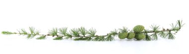 Larch 'ın beyaz arka planda izole edilmiş konileri olan şubesi. Yeşil ve kurumuş kozalaklı kozalaklı kozalaklı kozalaklı kozalaklı ağaçların sınırı.